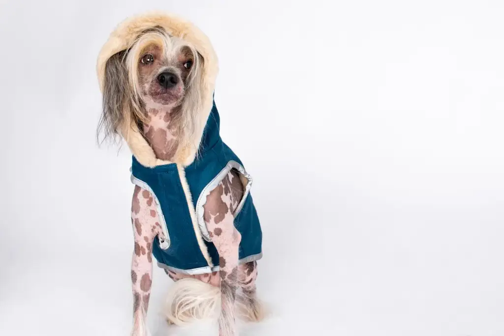 DoggyLamb Jacket - Petite
